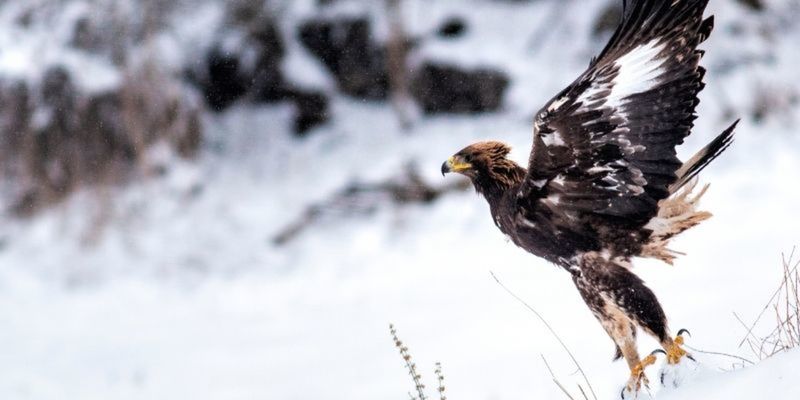 wildlife photography online course – CollegeLearners.com